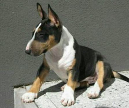   Mini Bullis mit VDH/FCI Papieren