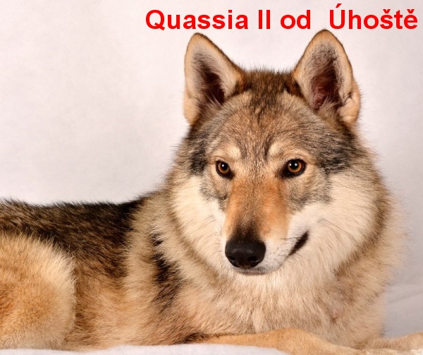 Tschechoslowakische Wolfshund