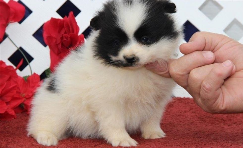 Weihnachten Pomeranian Welpen zur Annahme