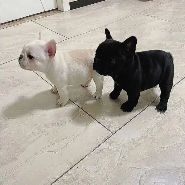 Wunderschöne französische Bulldoggenwelpen