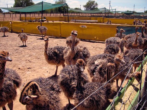 Straußeneier und Küken