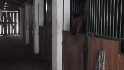 Haus mit Pferdestall Ungarn Plattensee Region Nr.60/15