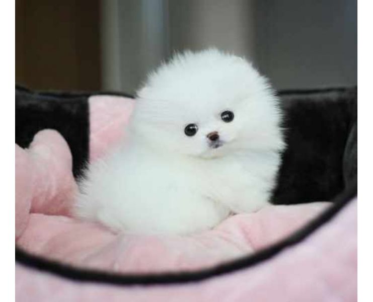 Pomeranian Zwergspitz Welpen suchen ab sofort ein neues Zuhause.
