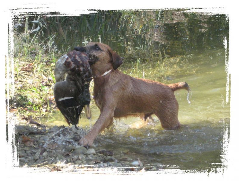 Jagdhundeausbildung-Hundezentrum-Oberpfalz