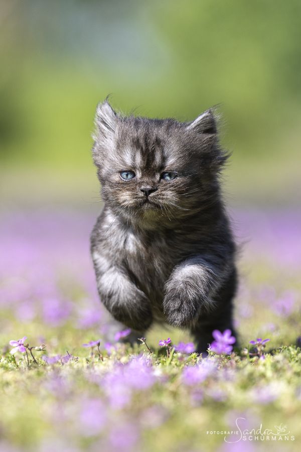 Getigerte und smokige Wuschelbärchen (BKH/BLH) warten...  