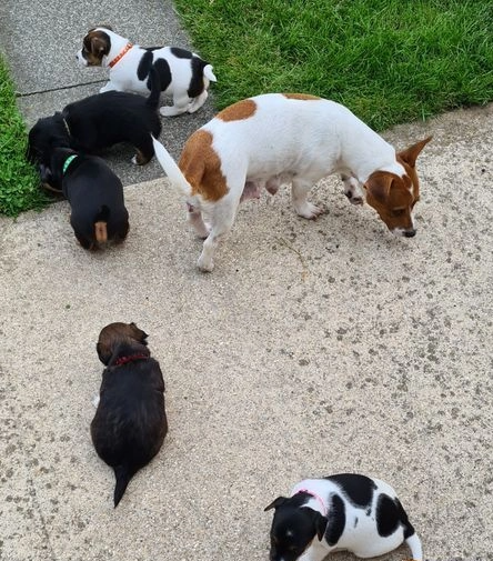 MINI Jack Russell Terrier Welpe