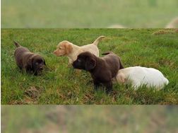 Labrador Welpen. Echte wahre Freunde