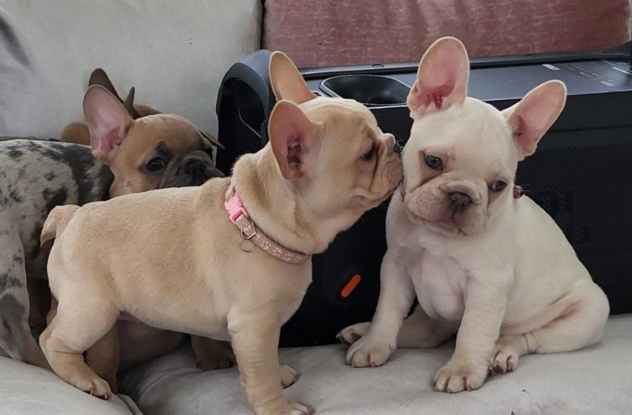 Reine Französische Bulldoggen-Welpen 