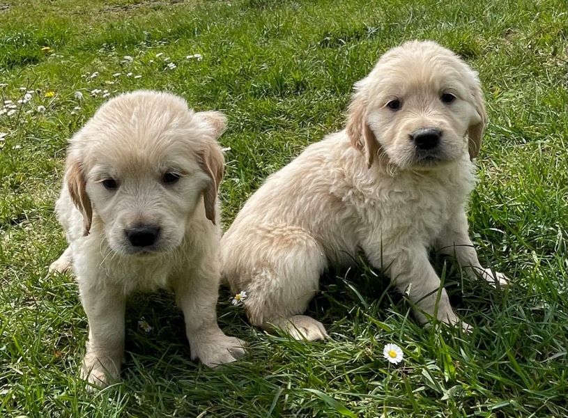 Golden Retriever Welpen bereit