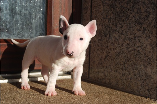   Mini Bullis mit VDH/FCI Papieren