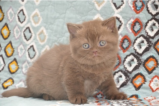 Zauberhafte BKH-Kitten in schwarz-silber-gestromt und getupft