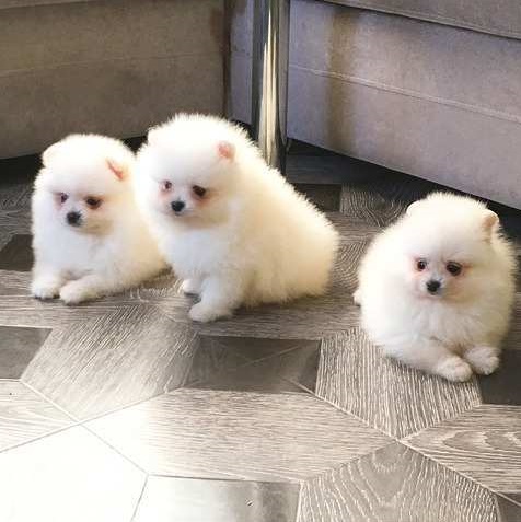3 Miniatur Pomeranian/Zwergspitz welpen verkaufen 