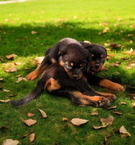 Rottweiler Welpen (Hündinnen und Rüden) zu verkaufen. Kontaktieren