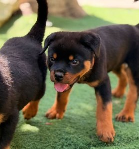 Rottweiler Welpen (Hündinnen und Rüden) zu verkaufen. Kontaktieren