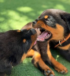 Rottweiler Welpen (Hündinnen und Rüden) zu verkaufen. Kontaktieren