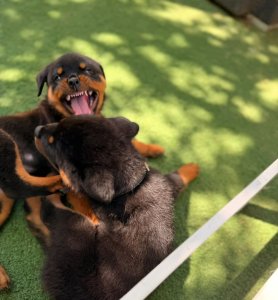 Rottweiler Welpen (Hündinnen und Rüden) zu verkaufen. Kontaktieren