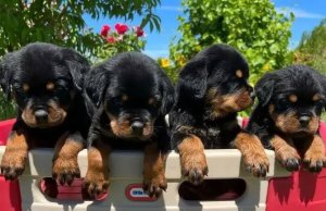 Rottweiler Welpen (Hündinnen und Rüden) zu verkaufen. Kontaktieren
