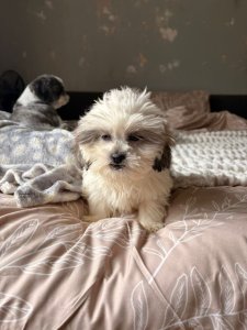 Bezaubernde Shih Tzu Welpen. Kontaktieren