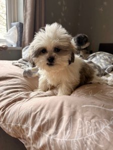 Bezaubernde Shih Tzu Welpen. Kontaktieren