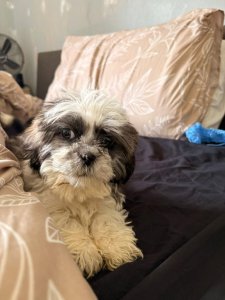 Bezaubernde Shih Tzu Welpen. Kontaktieren