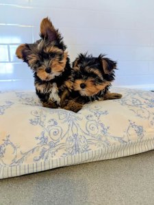 Yorkshire Terrier Welpen... Kontaktieren Sie mich per