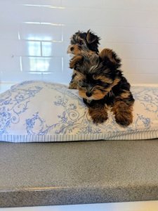 Yorkshire Terrier Welpen... Kontaktieren Sie mich per