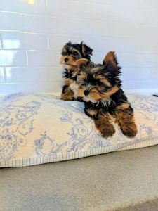 Yorkshire Terrier Welpen... Kontaktieren Sie mich per